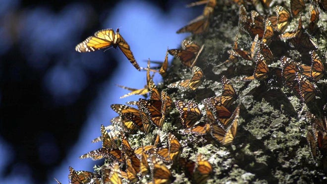 monarch butterfly 1.jpg